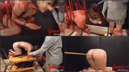 Calipig 2